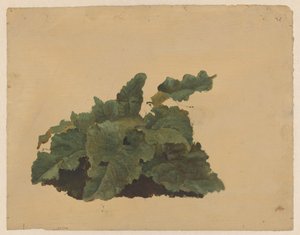 类似大黄的植物的叶子 作者 科内利斯·约翰内斯·德·沃格尔