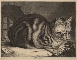 大猫