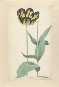 蜥蜴人卡塔
Bizard Catafalque（物品上的标题） 作者 科内利斯·范·诺德