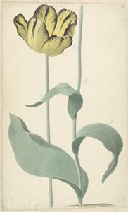 作者：Tulp Bizard Louis d