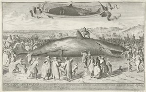 1764 年在 Egmond aan Zee 附近搁浅的抹香鲸
卡格罗特鲸或抹香鲸，长约 60 英尺，1764 年 2 月 15 日在 Egmond aan Zee 以北被活活搁浅。3 月 1 日以 810 盾的价格被拍卖（物品上有标题）。 作者 科内利斯·范·诺德