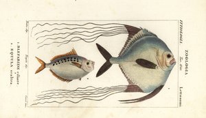 非洲鲳（Alectis ciliaris、Blepharis ciliaris、Blefaride ciliare 1）和马鱼（Poulain ruse、Leiognathus equulus 2）。 作者 科西科西