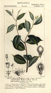 沉香，Aquilaria malaccensis，极度濒危 作者 科西科西