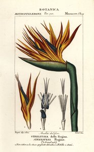 天堂鸟花，Strelitzia reginae 作者 科西科西