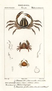 刺蟹 Pilumnus hirtellus 1、浅蓝兵蟹 Mictyris longicarpus 2、豌豆蟹 Pinnotheres pisum 3 作者 科西科西