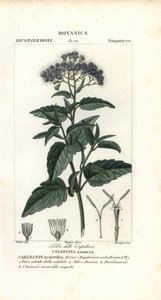 蝴蝶雾，Ageratum corymbosum 作者 科西科西