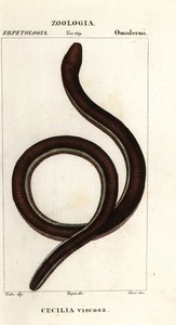 普通黄带蚓螈，Ichthyophis glutinosus 作者 科西科西