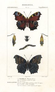 欧洲孔雀蝴蝶，Aglais io 作者 科西科西