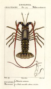 欧洲大龙虾，Palinurus elephas 作者 科西科西