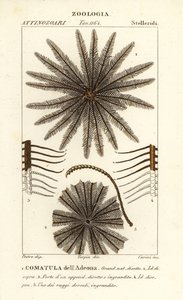 羽毛星壳类动物，Oligometrides adeonae，Comatula adeonae，Comatula dellAdeona 作者 科西科西