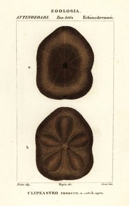 扁平海饼干，Clypeaster rosaceus 作者 科西科西