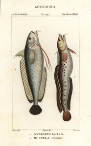 岔须鱼 Phycis phycis 1 和五须岩鱼 Ciliata mustela 作者 科西科西