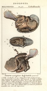 大阿尔戈章鱼，Argonauta argo
