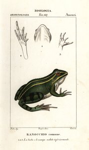 绿蛙，Pelophylax kl esculentus 作者 科西科西