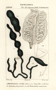 绿勺虫、Bonellia viridis 作者 科西科西