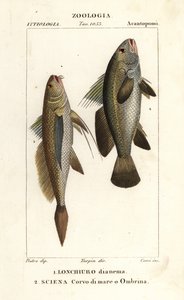 长尾大黄鱼（Lonchurus lanceolatus）1 和小黄鱼、大黄鱼、石鲈、鲥鱼（Argyrosomus regius）2 作者 科西科西