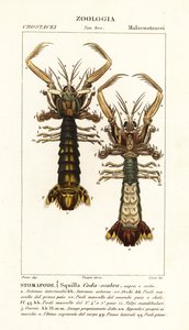 螳螂虾、Lysiosquilla scabricauda 作者 科西科西