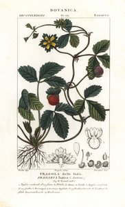 模拟草莓，Potentilla indica 作者 科西科西