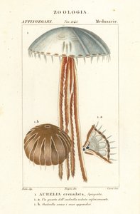 月亮水母 Aurelia crenulata 作者 科西科西