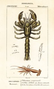 泥龙虾和泥虾