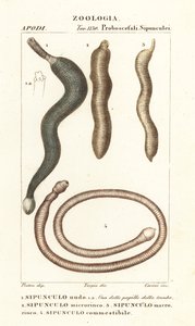 花生蠕虫、Sipunculus nudus 1、Siphonosoma cumanense 4 等 作者 科西科西