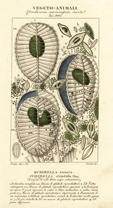 浮游生物、Surirella striatula、Surirella striata 作者 科西科西