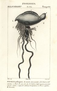 葡萄牙战人， Physalia physalis 作者 科西科西