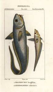 粗头鳕或葱眼鳕，Macrourus berglax 1 和空心鳕，Coelorinchus caelorhincus (Lepidoleprus coelorhinchus) 2