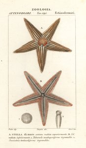 海星或海星，海星鲁本斯 作者 科西科西
