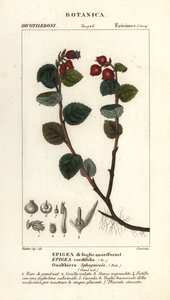 茶莓，Gaultheria domingensis 作者 科西科西