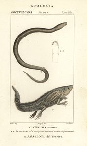 二趾 amphiuma，Amphiuma 的意思，Anfiuma 的意思 1，以及极度濒危的蝾螈或墨西哥行走鱼，Ambystoma mexicanum，Assolotl del Messico 2 作者 科西科西