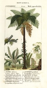 西印度树蕨、Cyathea arborea、藤本蕨、Microgramma piloselloides 2、优雅蕨、Niphidium crassifolium 3、粗流苏蕨、Huperzia phlegmaria 4、鹿角俱乐部苔、Lycopodiella cernua 5、水马尾 作者 科西科西