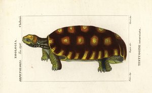 黄脚陆龟或巴西巨龟，Chelonoidis denticulatus Testudo tabulata Testuginne intarsiata 作者 科西科西