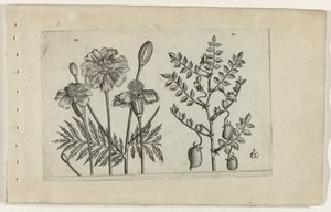非洲和鹰嘴豆
百合花（系列名称） 作者 Crispijn van de Passe (I)（归属于）