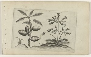 杏树和金报春花
百合花 作者 Crispijn van de Passe (I)（归属于）
