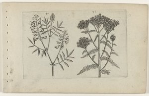 木酢浆草和蓍草
百合花 作者 Crispijn van de Passe (I)（归属于）