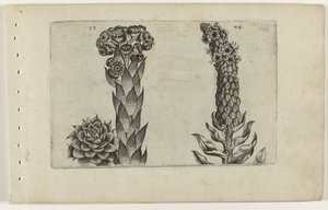 雷公叶和毛蕊花
百合花 作者 Crispijn van de Passe (I)（归属于）