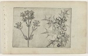 Centaury() 和 Holly
莉莉娅（Cognoscite lilia）（系列名称 作者 Crispijn van de Passe (I)（归属于）