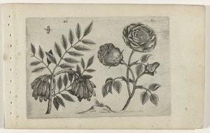 En roos
Cognoscite lilia（系列名称）