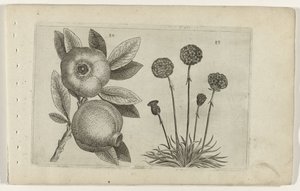 石榴和英国草
百合花 作者 Crispijn van de Passe (I)（归属于）