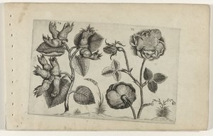 榛子和玫瑰
百合花（系列名称） 作者 Crispijn van de Passe (I)（归属于）