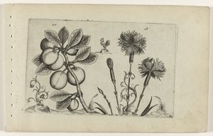 圣诞梅和花园康乃馨
百合花（系列名称） 作者 Crispijn van de Passe (I)（归属于）