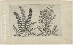 小百日草和金鱼草
百合花