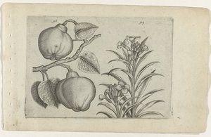 榅桲和壁花
百合花（系列名称） 作者 Crispijn van de Passe (I)（归属于）