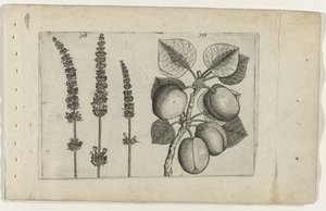 阿布里科斯的拉芬德尔
Cognoscite lilia（系列名称）