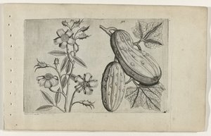 麝香玫瑰和黄瓜
百合花（系列名称） 作者 Crispijn van de Passe (I)（归属于）