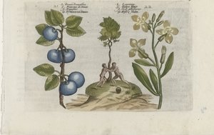 Pruim en muurbloem
Pruna Damasena / Leucojum（物品上的标题）
Cognoscite lilia（系列名称） 作者 Crispijn van de Passe (I)（归属于）