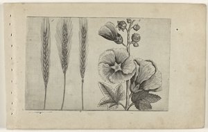 黑麦和冬青
百合花 作者 Crispijn van de Passe (I)（归属于）