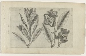 鼠尾草和甜栗子
百合花（系列名称）