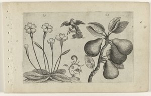 钥匙花和梨
百合花（系列名称） 作者 Crispijn van de Passe (I)（归属于）
